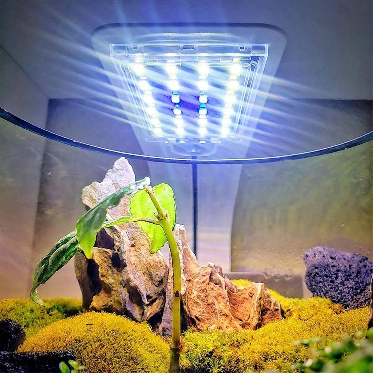 Super Slim LED Aquarium Light for Fish Tank – 0.12 Inch Thin Design with Natural Sunlight Spectrum for Vibrant Growth 7