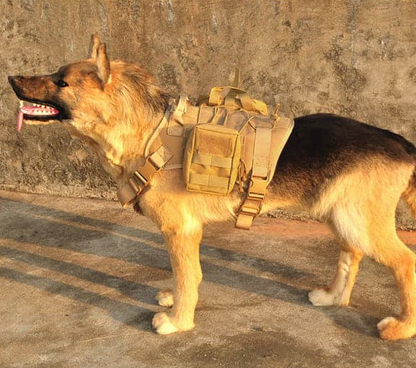 Tactical Dog Harness with Integrated Pockets and Elastic Leash for Training and Outdoor Adventures 2