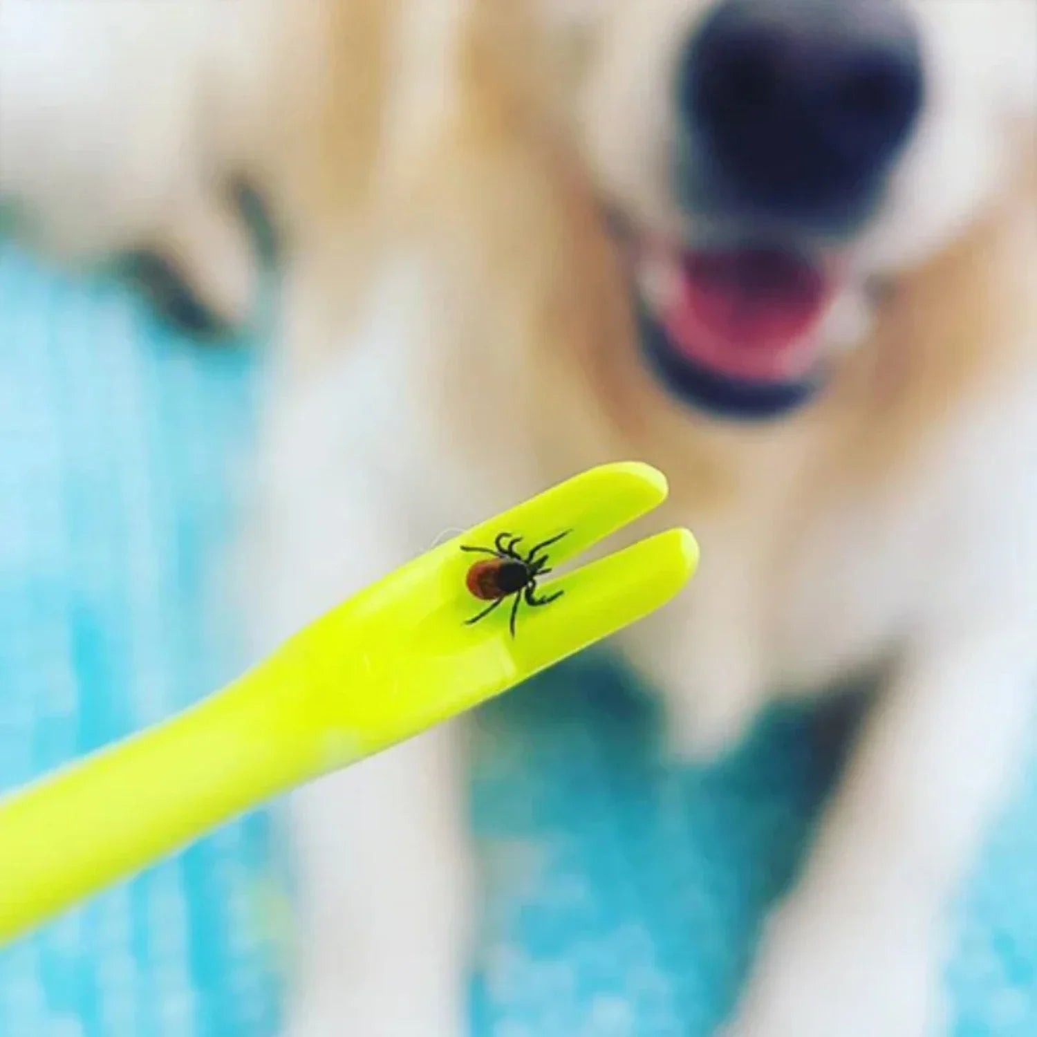 Tick Removal Tool for Dogs and Humans - Safe Extraction with 3 Sizes, Reusable Tick Puller and Tweezers for Effective Removal 4