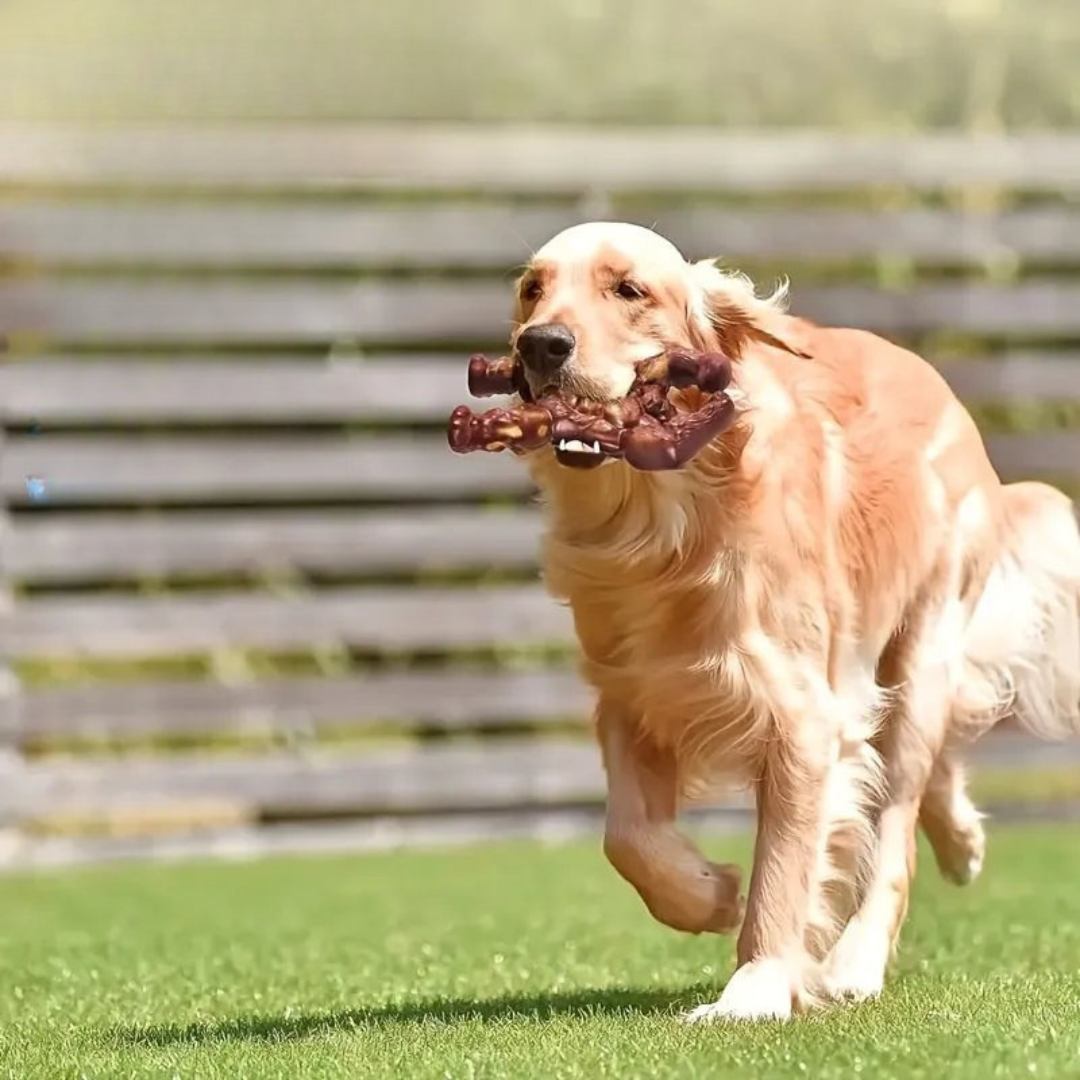 Durable Chew Toy for Heavy Chewers – RobustApe Interactive Dog Toy