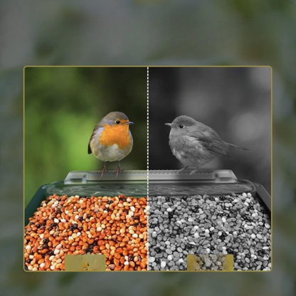 Smart Bird Feeder with 1080P HD Camera and PIR Motion Detection – Dual Troughs for Hummingbirds and Wild Birds