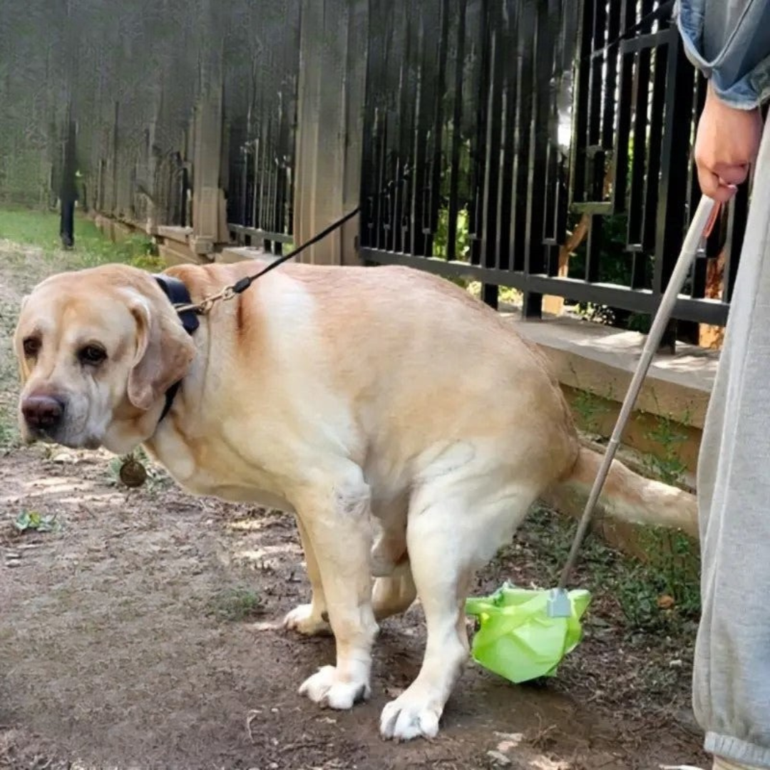 Portable Dog Poop Cleaner with Telescopic Handle – Eco-Friendly and Lightweight Clean Up Tool for Small Dogs