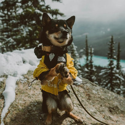 Waterproof Dog Jacket with Adjustable Fit – Breathable Raincoat for Winter Outdoor Activities, Reflective Accents, Sizes S to 5XL 4