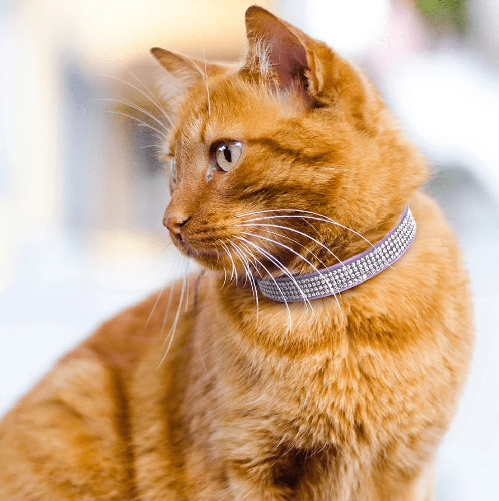 Soft Suede Rhinestone Pet Collar for Small Dogs and Cats – Adjustable and Stylish